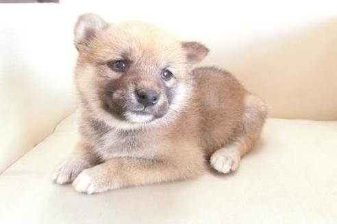 成約済の大阪府の柴犬-2175の5枚目